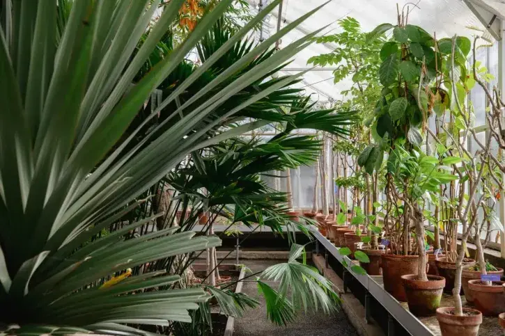 Les serres d'agronomie tropicale du parc du Grand Blottereau