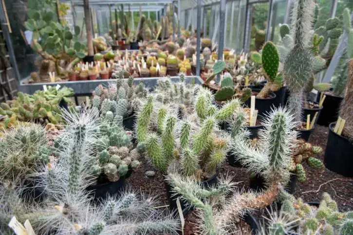 Des cactée et des succulentes 