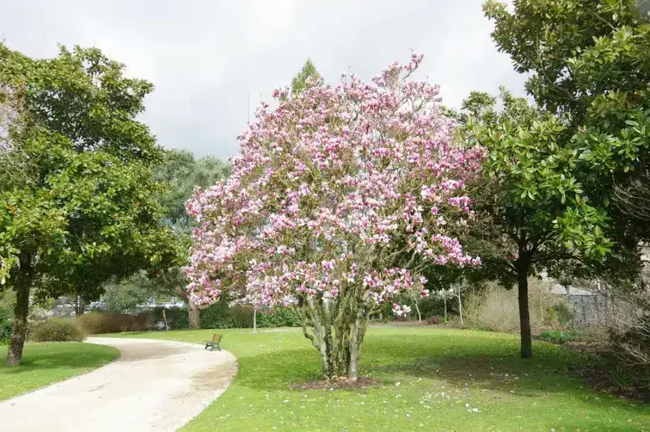 Des Magnolias