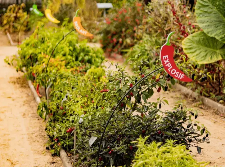 Le potager tropical du parc du Grand Blottereau