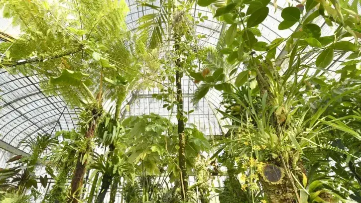 Des plantes épiphytes