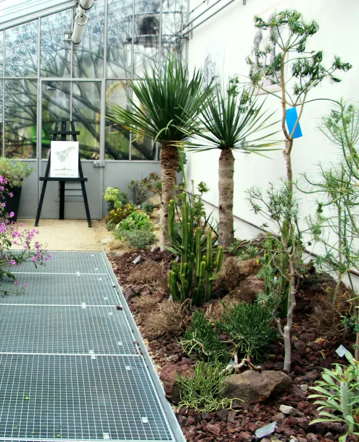 Serre des canaries du Jardin des Plantes