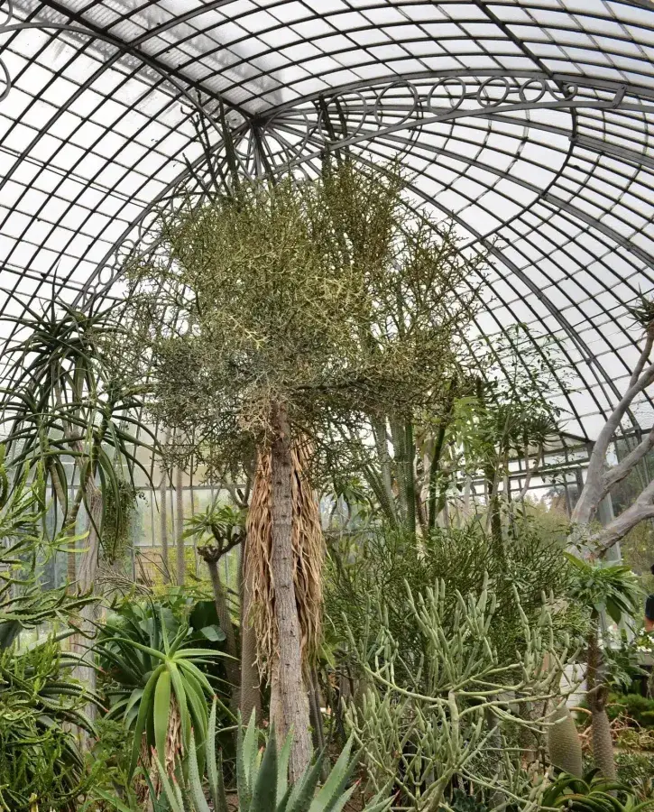 Serre des milieux arides au Jardin des Plantes