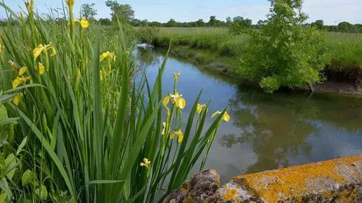 marais à Couëron