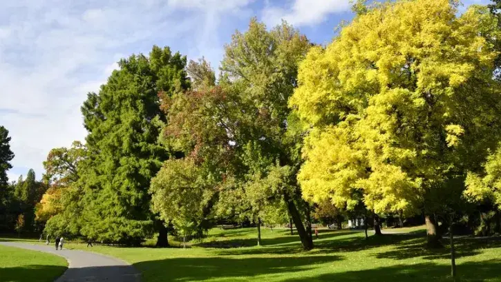 charte des arbres communale