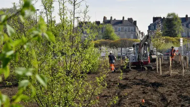  les 61 premiers arbres plantés sur la place de la Petite-Hollande
