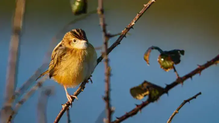 La Cisticole des joncs est un petit passereau identifié parmi les espèces remarquables de la métropole nantaise.