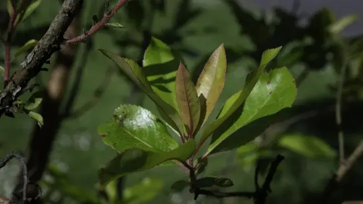 Une feuille d'arbousier dans l'Arboretum du Cimetire-Parc de Nantes.