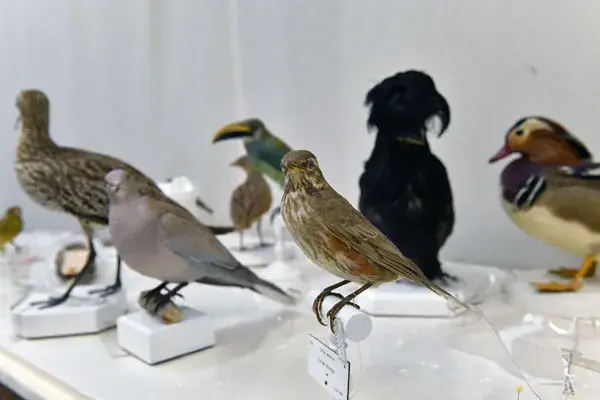 image Trésors & biodiversité s’exposent au Museum