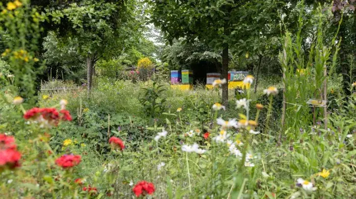 Des fleurs et des ruches dans le jardin de la Maison de l'apiculture.