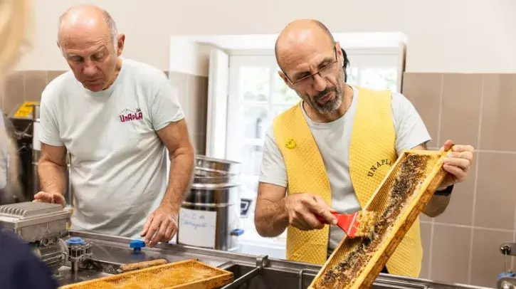 Des apiculteurs récoltent le miel.