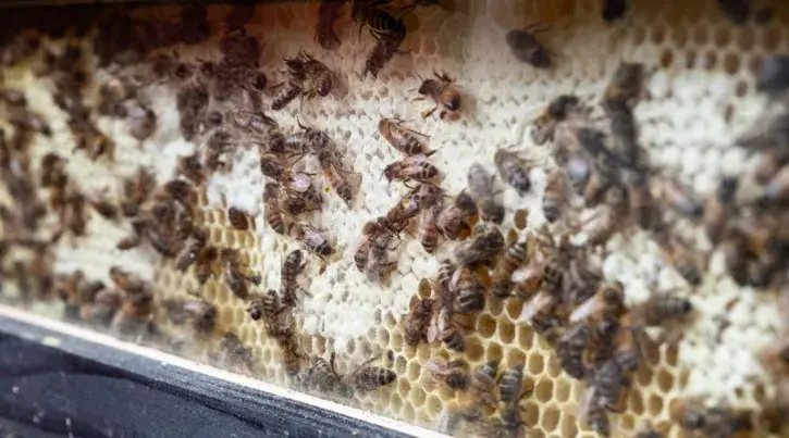 Un essaim d'abeilles.