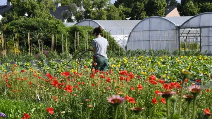 Une jardinière de la Ville de Nantes entretient des plantes dans la pépinière du Grand-Blottereau.