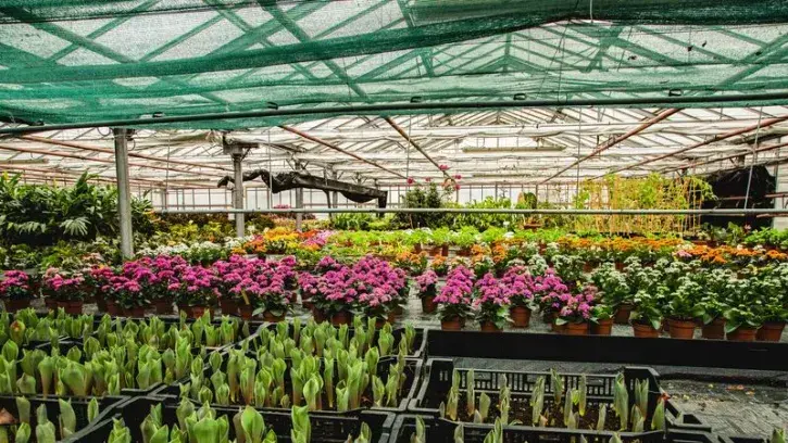 Des plants sous les serres de production végétale du Grand-Blottereau, à Nantes.