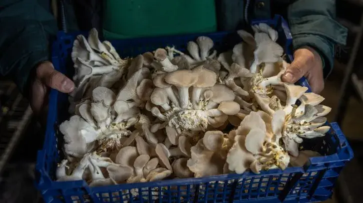 Une cagette de champignons.