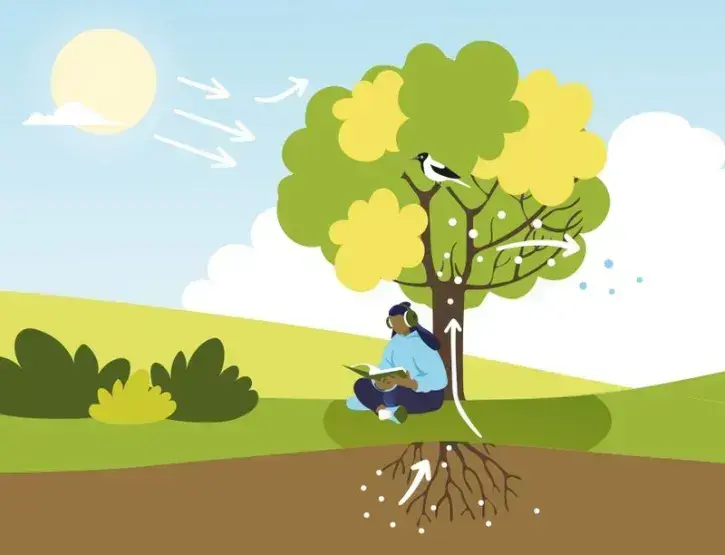 Illustration d'un arbre avec à son pied une personne profitant de la fraîcheur.