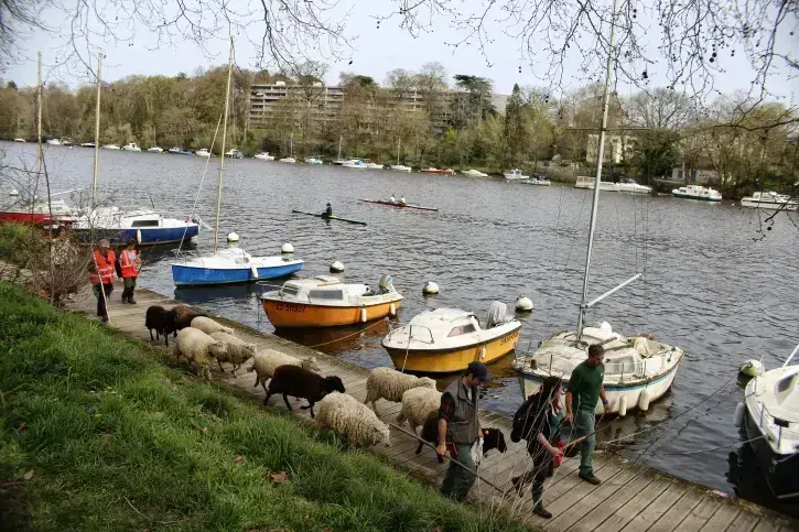 La bergère avait sensibilisé les moutons au printemps dernier aux passages des voitures, des poussettes, des vélos... © Romain Boulanger