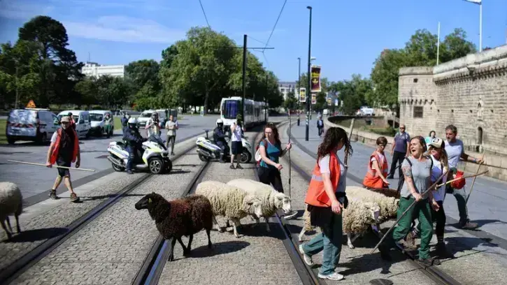 Passage délicat, la traversée des voies de tramway devant le château que le troupeau a franchi sous bonne escorte.