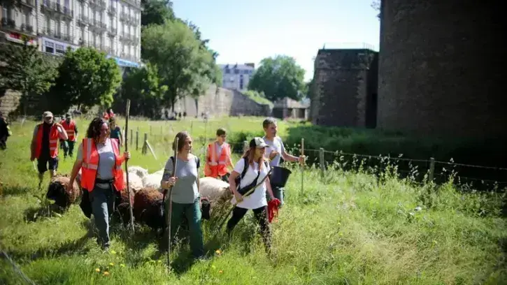 Après ce périple urbain, le troupeau a rejoint l'herbe verte des douves du château des ducs de Bretagne où les moutons vont pâturer jusqu'au 13 juin.