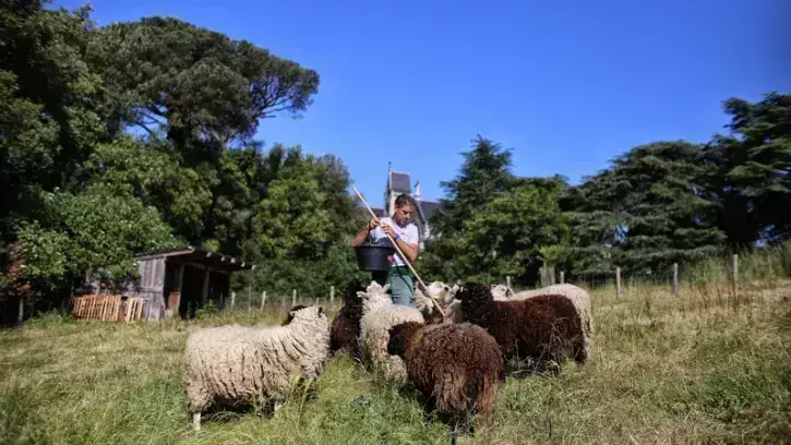 Installé au parc des Oblates depuis le 17 mai, le troupeau a quitté la butte Sainte-Anne mercredi 31 mai aux premières heures de la matinée, « à la fraîche ». © Reportage photos Romain Boulanger pour la Ville de Nantes