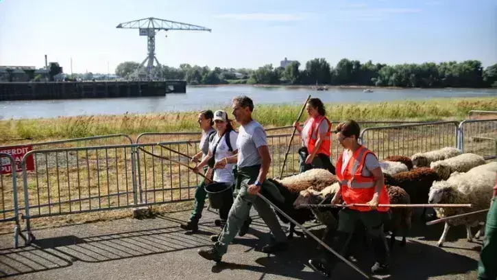 Pour rejoindre sa destination suivante, les douves du château, le troupeau a du emprunter les bords de Loire, enjamber le fleuve, croiser le tramway… Une vraie aventure pour ces onze moutons de Belle-Île, une race rustique d'origine bretonne.