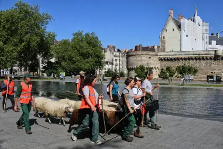 Image moutons