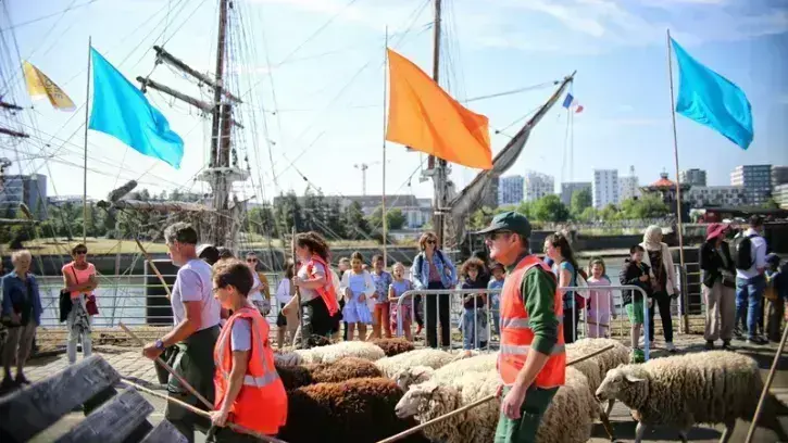 Quai de la Fosse, le troupeau a croisé la route des curieux venus admirer les grands voiliers invités d'honneur de la 3e édition de Débord de Loire.