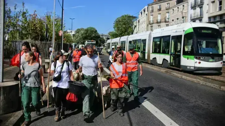 Afin de pouvoir traverser Nantes sans peur, les moutons ont été habitués en amont aux bruits de la ville, à la rencontre avec du public…