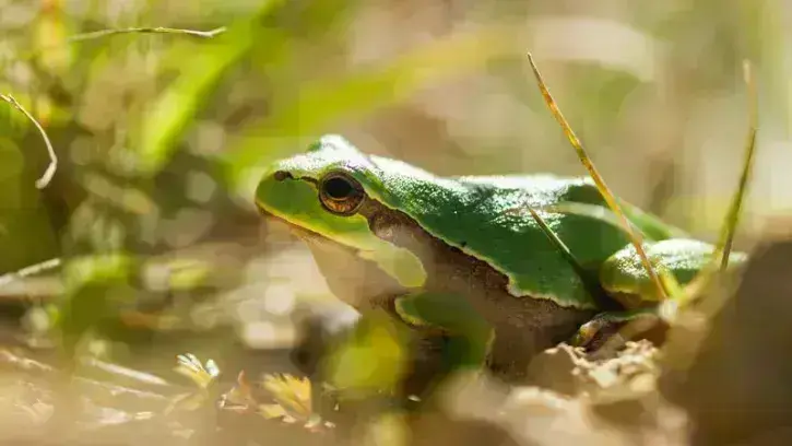 L'atlas apporte une photographie très pointue de la faune et de la flore locales  puisqu'il a été pensé sur une maille fine de territoire, 500 mètres sur 500 mètres,  grâce à la mobilisation de 20 partenaires et 1000 observateurs bénévoles. Crédit : Aline
