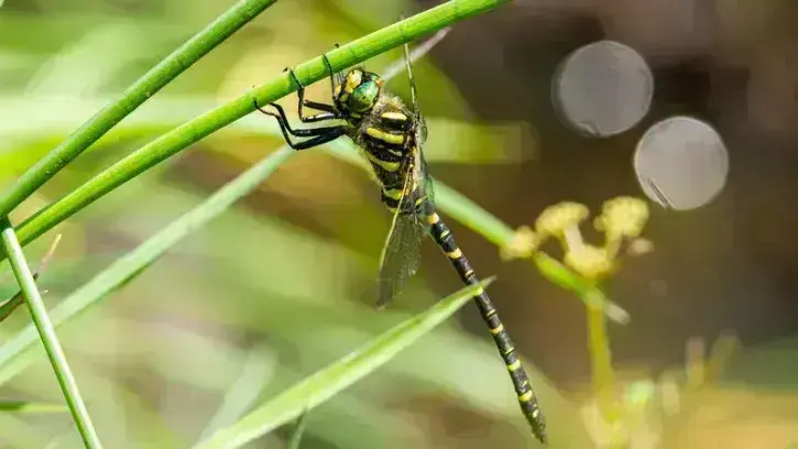 L'Atlas de la biodiversité métropolitaine répertorie 4100 espèces d'arbres, plantes, oiseaux, mammifères, insectes, etc., sur les 24 communes. © Aline Corbeaux