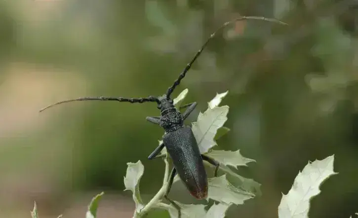 Le capricorne du chêne © J. Touroult  - Muséum nationale d'histoire naturelle