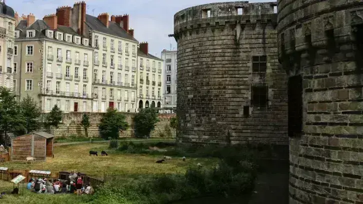 Dans les douves du Château, où 4 000 plantes des bords de l'Erdre ont été réintroduites, ce sont les moutons qui tondent désormais le site. © Romain Boulanger