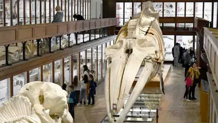L'équipe retenue devra proposer un réaménagement du Muséum sans créer d'extension © Rodolphe Delaroque.