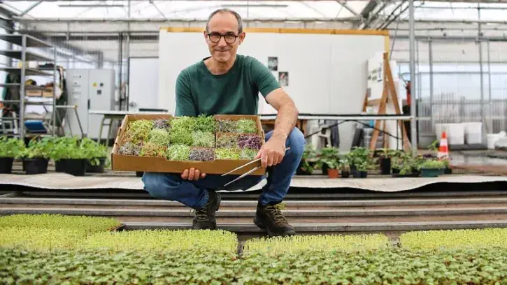 Gérald Cartaud sème et récolte des micro-pousses deux fois par semaine. Il en cultive 16 variétés différentes. © Romain Boulanger