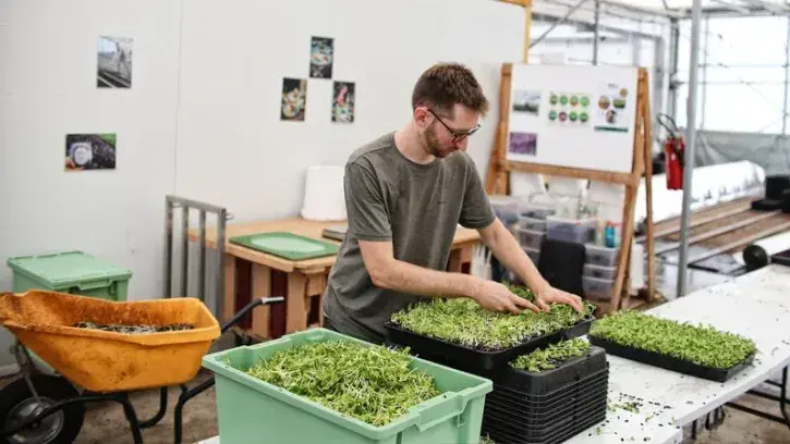 Certaines micro-pousses, comme celles de tournesol, sont récoltées à la main. Le stade de récolte est très important pour avoir le bon croquant. © Romain Boulanger