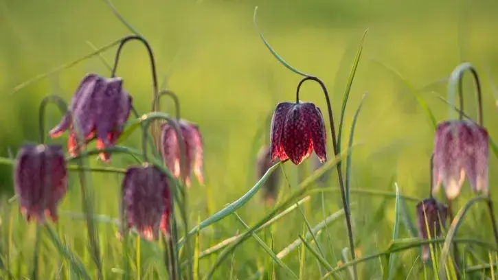 Fritillaire pintade dans la Prairie de Mauves. © Aline Corbeaux