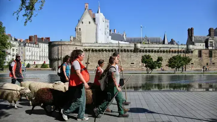 Mercredi 31 mai, les onze moutons de l'opération Transhu'Nantes ont rejoint le château des ducs de Bretagne depuis le parc des Oblates où ils pâturaient depuis le 17 mai. © Romain Boulanger pour la Ville de Nantes