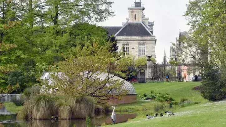 Le magnolia d'Hectot au Jardin des plantes, un des nombreux arbres remarquables de la cité des ducs. © Rodolphe Delaroque