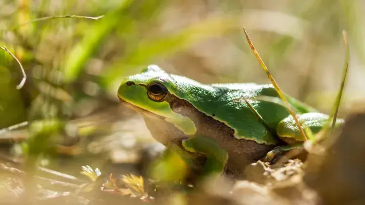 30 à 50 % des espèces sont menacées de disparition dans la région. Pour enrayer ce déclin sans précédent, Nantes Métropole développe une stratégie en trois axes : la reconquête des espaces naturels, la renaturation urbaine et la reconnexion au vivant. © A
