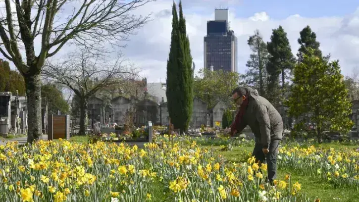 Des milliers de jonquilles tapissent les sols des cimetières de la Bouteillerie, Saint-Jacques, la Gaudinière, Miséricorde et de l'Arboretum Cimetière Parc. Chacun peut les cueillir librement pour fleurir les tombes. © Rodolphe Delaroque