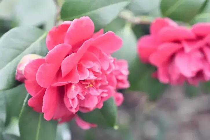 Pendant la période de floraison, des sentiers permettent de s'aventurer au cœur des massifs du Jardin des plantes pour observer les fleurs de camélias de très près. © Rodolphe Delaroque pour Nantes Métropole
