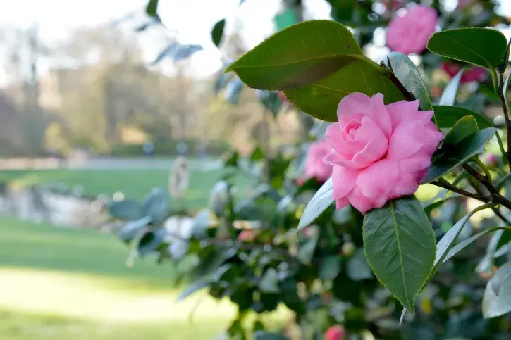 Depuis 2016, le Jardin des plantes est reconnu « Jardin international d'excellence du camélia ». © Rodolphe Delaroque pour Nantes Métropole