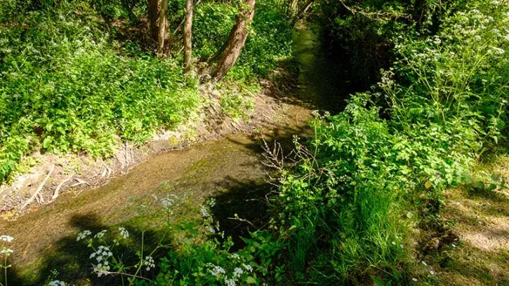 Dans le cadre du programme de restauration des cours d'eau, les travaux vont se poursuivre sur le Charbonneau. © Sylvain Chauvigné