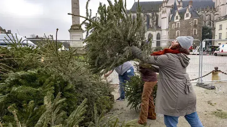 En 2024, l'opération collecte des sapins avait permis de récolter 8600 arbres.