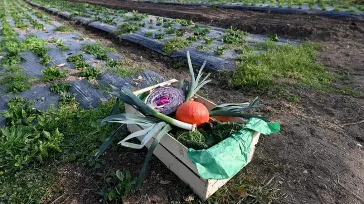 Plusieurs fermes installées dans la métropole proposent à leurs visiteurs et clients d'aller directement cueillir leur panier de provisions dans les champs. Un bon moyen d'acheter ses fruits et légumes à moindre coût, tout en prenant un bon bol d'air frai