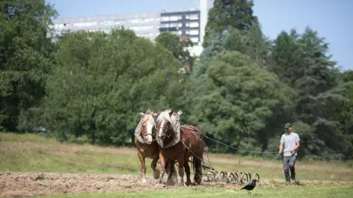 Samedi 8 juin, sur le site de la future « vraie » ferme, les juments Uti et Frégate ont retourné la terre sous la conduite de Christophe et d'Étienne, de la ferme de la Hulotte. © Ludovic Failler