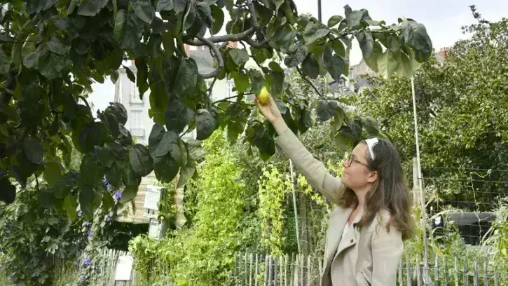 Ces fruitiers sur l'espace public sont aussi l'occasion de redécouvrir les plantes qui nous nourrissent. © Rodolphe Delaroque