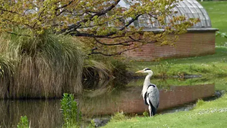 Héron au Jardin des plantes de Nantes © Rodolphe Delaroque