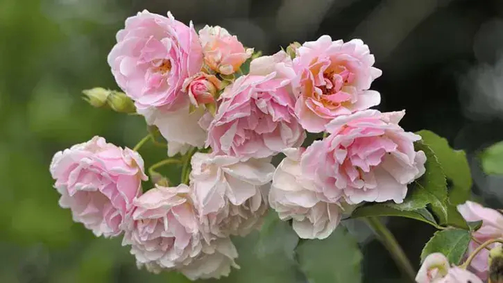 Nantes confirme son label « 4 fleurs »