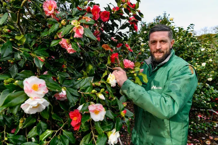 Avec 1 200 pieds, dont plus de 600 variétés différentes, Nantes compte l'une des plus importantes collections de camélias en France, explique Nicolas Le Mouël, jardinier chargé de veiller sur ce patrimoine végétal.